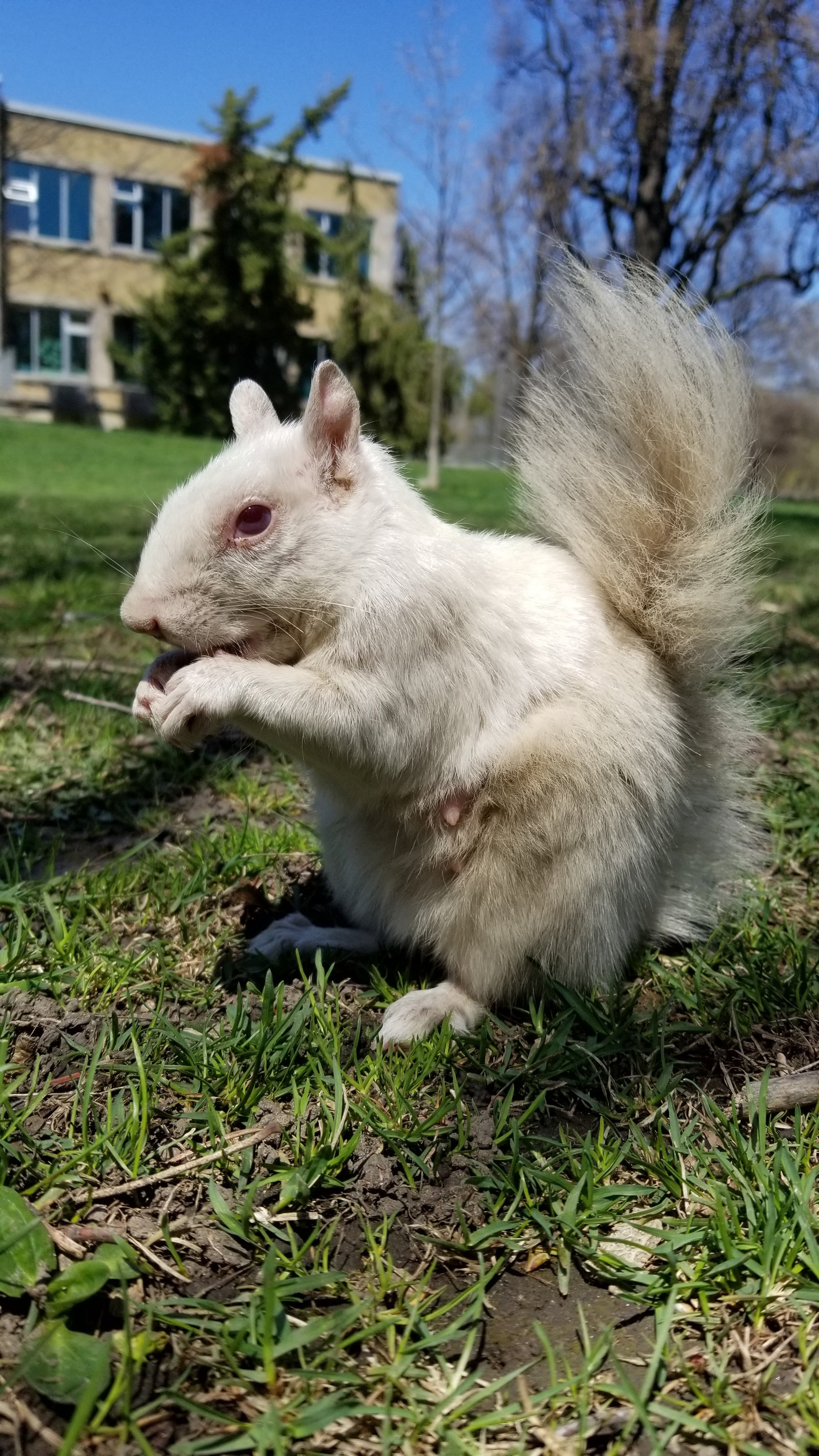 Steel White Squirrel with Wood Stand